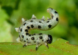 Craesus latitarsus; Dusky Birch Sawfly larva