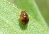 Triachus Case-bearing Leaf Beetle species