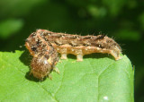 9888 - Lithophane innominata; Nameless Pinion caterpillar