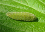 Lycaena hyllus; Bronze Copper caterpillar