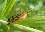 Panorpa Common Scorpionfly species; female