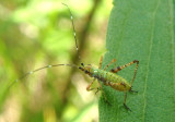 Scudderia Bush Katydid species nymph