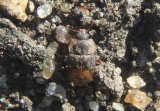Omosita nearctica; Sap-feeding Beetle species