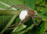 Pisaurina mira; Nursery Web Spider; female