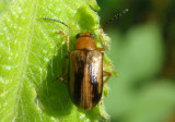 Metachroma angustulum; Leaf Beetle species