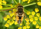 Eristalis arbustorum; Syrphid Fly species; male; exotic