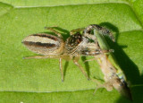 Marpissa formosa; Jumping Spider species; female