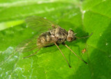 Chrysopilus proximus; Snipe Fly species; female