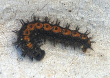 Chlosyne lacinia; Bordered Patch caterpillar