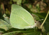 Kricogonia lyside; Lyside Sulphur 