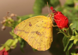 Phoebis agarithe; Large Orange Sulphur