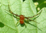 Synema parvulum; Crab Spider species; male