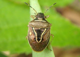 Mormidea lugens; Stink Bug species