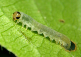 Tenthredininae Common Sawfly species larva