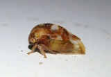 Cyrtolobus pulchellus; Treehopper species