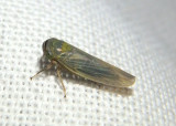Limotettix Leafhopper species