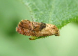 3843 - Thyraylia bana; Tortricid Moth species
