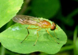 Ptecticus trivittatus; Soldier Fly species; female