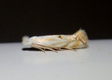 0485-0582 - Bucculatrix Ribbed Cocoon-maker Moth species