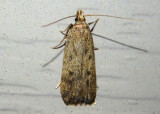 1142 - Glyphidocera septentrionella; Twirler Moth species