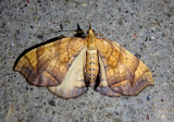 7196-7197 - Eulithis diversilineata/gracilineata complex; Grapevine Looper Moth species