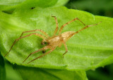 Anyphaena Ghost Spider species