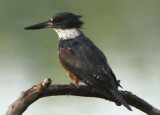 Belted Kingfisher; female 