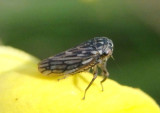 Ceratagallia agricola; American Clover Leafhopper