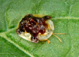 Plagiometriona clavata; Clavate Tortoise Beetle