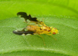 Strauzia longipennis; Sunflower Maggot; male