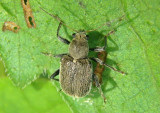 Fidia Leaf Beetle species