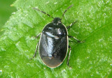 Sehirus cinctus; White-margined Burrower Bug