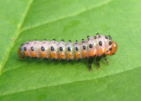 Arge humeralis; Poison Ivy Sawfly larva