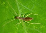Neoxabea bipunctata; Two-spotted Tree Cricket nymph