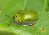 Physonota helianthi; Sunflower Tortoise Beetle