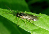 Tenthredinidae Common Sawfly species