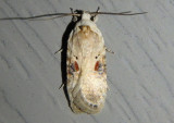0874.1 - Agonopterix alstroemeriana; Poison Hemlock Moth; exotic