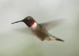 Ruby-throated Hummingbird; male 