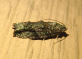 3230 - Proteoteras aesculana; Maple Twig Borer Moth