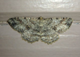 6620 - Melanolophia canadaria; Canadian Melanolophia