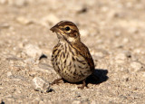 Lark Sparrow; juvenile 