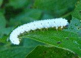 Macremphytus testaceus; Common Sawfly species larva
