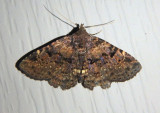 8500 - Metalectra quadrisignata; Four-spotted Fungus Moth