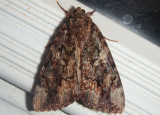8770 - Catocala innubens; The Betrothed