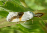 9089 - Ponometia binocula; Prairie Bird-dropping Moth