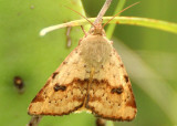 11073.1 - Heliocheilus lupatus; Spotted Straw Moth