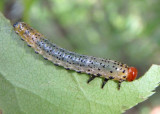 Arge Sawfly species larva