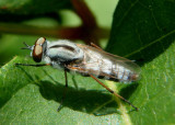 Ozodiceromyia notata; Stiletto Fly species