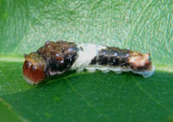 Papilio glaucus; Eastern Tiger Swallowtail caterpillar