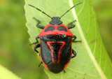 Perillus bioculatus; Two-spotted Stink Bug